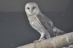 Tyto alba affinis