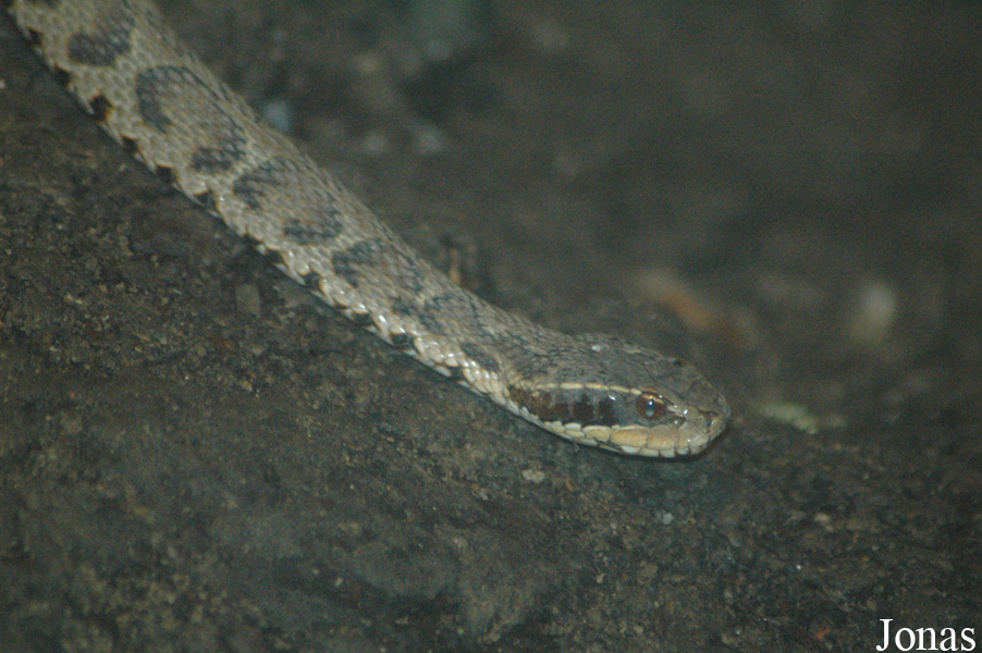 Shanghai Zoo