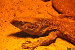 Amazonia World of Reptiles