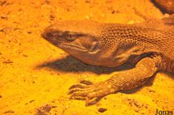 Amazonia World of Reptiles