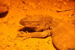 Amazonia World of Reptiles
