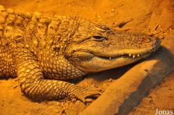 Amazonia World of Reptiles