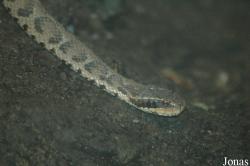 Agkistrodon brevicaudus