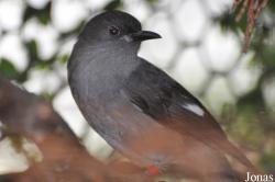 Heterophasia picaoides