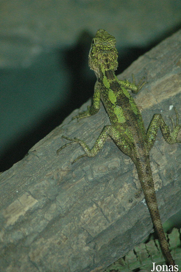 Shanghai Zoo