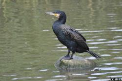 Phalacrocorax carbo sinensis