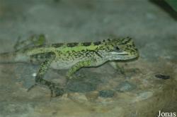 Japalura splendida
