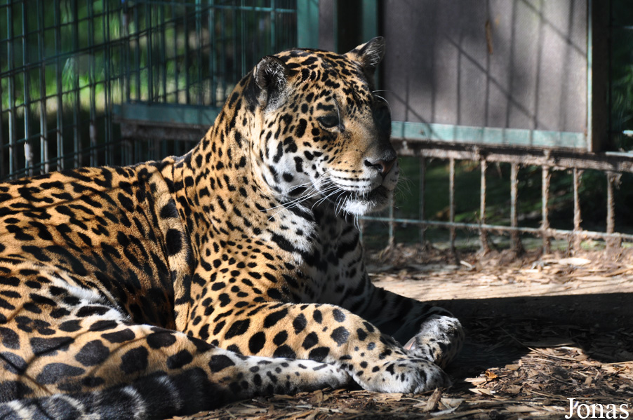 Amazona Zoo