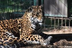Amazona Zoo