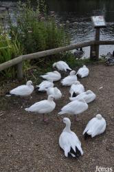 Pensthorpe