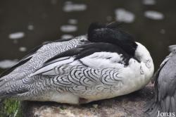 Pensthorpe