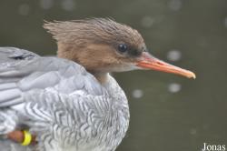 Pensthorpe