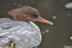 Pensthorpe