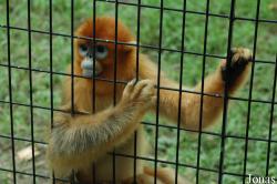 Shanghai Zoo