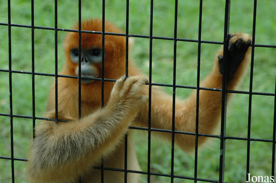 Shanghai Zoo