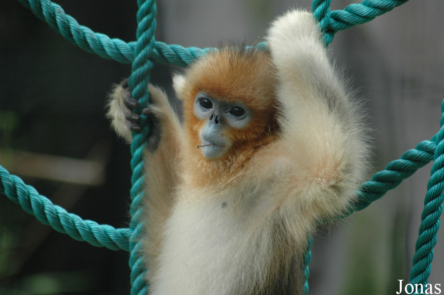 Shanghai Zoo