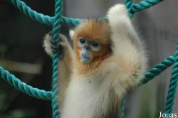 Shanghai Zoo