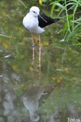 Pensthorpe