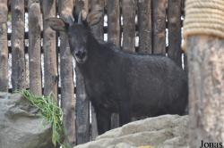 Chiangmai Zoo
