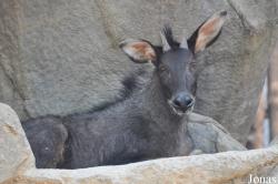 Chiangmai Zoo