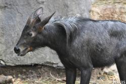 Khao Kheow Open Zoo