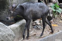 Khao Kheow Open Zoo