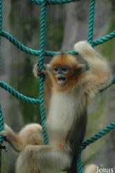 Shanghai Zoo