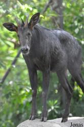 Khao Kheow Open Zoo