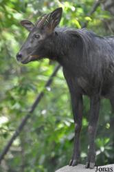 Khao Kheow Open Zoo