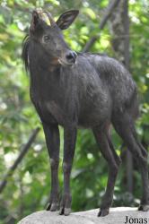 Khao Kheow Open Zoo