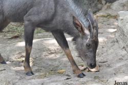 Khao Kheow Open Zoo