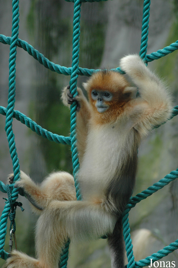 Shanghai Zoo