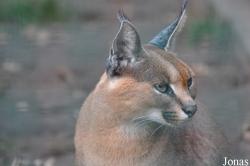 Tierpark Berlin