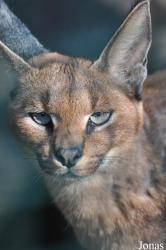 Tierpark Berlin