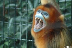 Shanghai Zoo