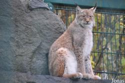 Lynx lynx isabellinus
