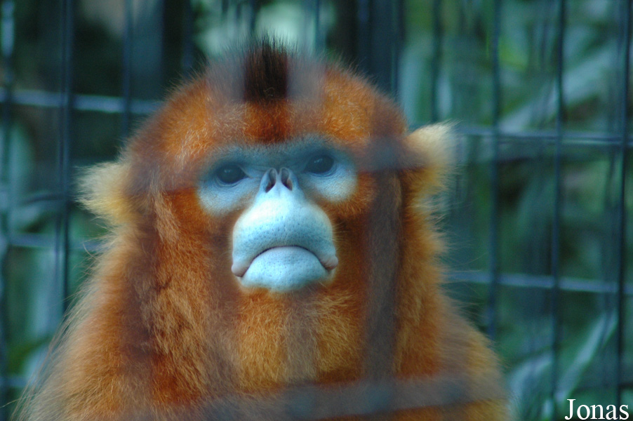 Shanghai Zoo
