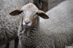 Mouton Rouge du Roussillon