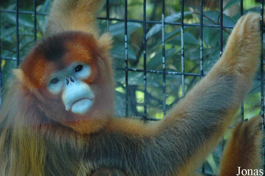 Shanghai Zoo