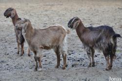 Tierpark Berlin