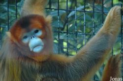 Shanghai Zoo