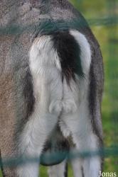 Tierpark Berlin