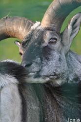 Tierpark Berlin