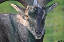 Tierpark Berlin