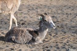 Tierpark Berlin