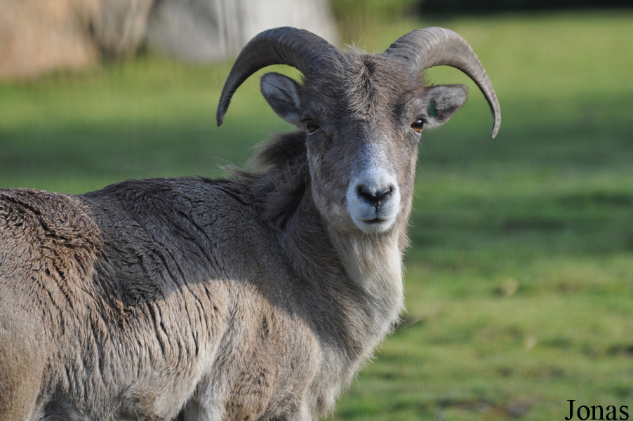 Tierpark Berlin