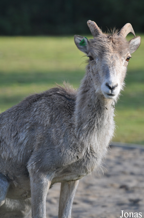 Tierpark Berlin