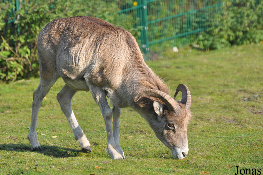 Tierpark Berlin