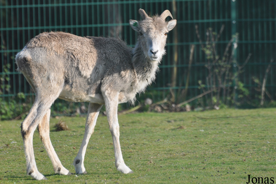Tierpark Berlin