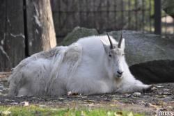 Tierpark Berlin